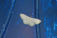 Idaea alyssumata