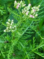 Achillea millefolium borealis