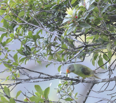 Psittacula himalayana