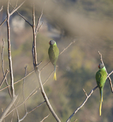 Psittacula himalayana