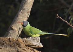 Psittacula himalayana