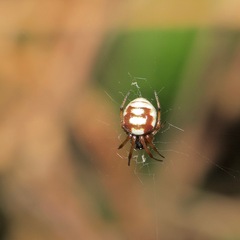 Araneus ejusmodi