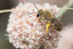 Colletes slevini