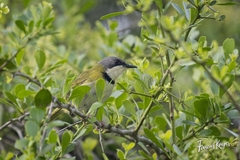 Apalis ruddi