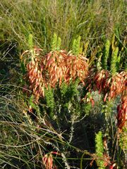 Erica coccinea