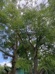Albizia procera