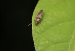 Melanotus americanus