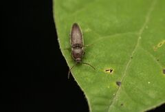 Melanotus americanus