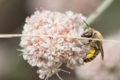 Colletes slevini