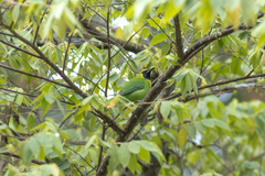 Chloropsis cyanopogon