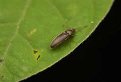 Melanotus americanus