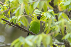 Chloropsis sonnerati