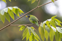 Chloropsis cyanopogon