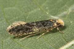 Monopis laevigella
