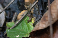 Limnonectes hascheanus