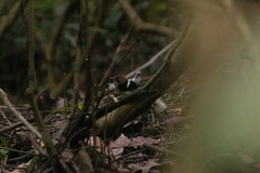 Enicurus ruficapillus