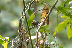 Cyanoderma erythropterum