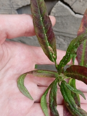 Persicaria lapathifolia