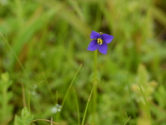 Exacum pumilum