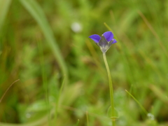 Exacum pumilum