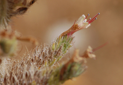 Echium boissieri