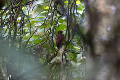 Blythipicus rubiginosus