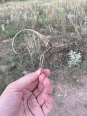 Proboscidea althaeifolia