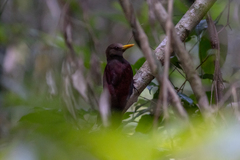 Blythipicus rubiginosus