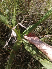 Schizocarphus nervosus