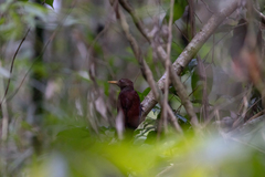 Blythipicus rubiginosus