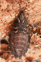 Aradus proboscideus