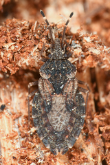 Aradus proboscideus