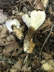 Lactifluus gerardii