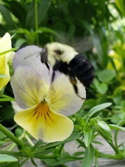 Bombus impatiens