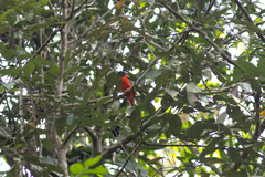 Harpactes duvaucelii