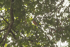 Harpactes duvaucelii