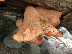 Laetiporus montanus
