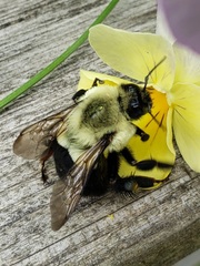 Bombus impatiens