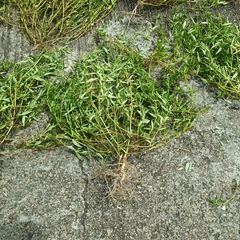 Scleromitrion diffusum