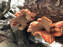 Laetiporus montanus