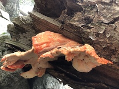 Laetiporus montanus