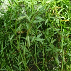 Scleromitrion diffusum