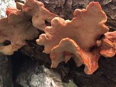 Laetiporus montanus