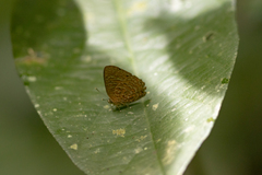 Poritia sumatrae