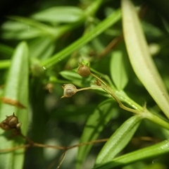 Scleromitrion diffusum