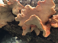 Laetiporus montanus