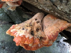 Laetiporus montanus
