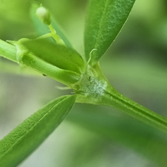 Scleromitrion diffusum