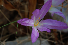 Colchicum lusitanum