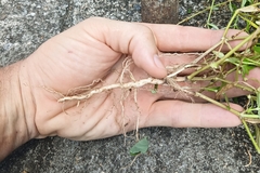 Scleromitrion diffusum